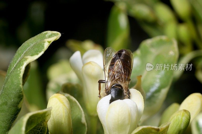 蜜蜂(Apis mellifera)在日本干酪木(Pittosporum tobira)中觅食